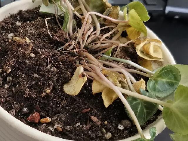 休眠期开花，剪掉才能活，需要一些养护技巧，才能保证安全度夏