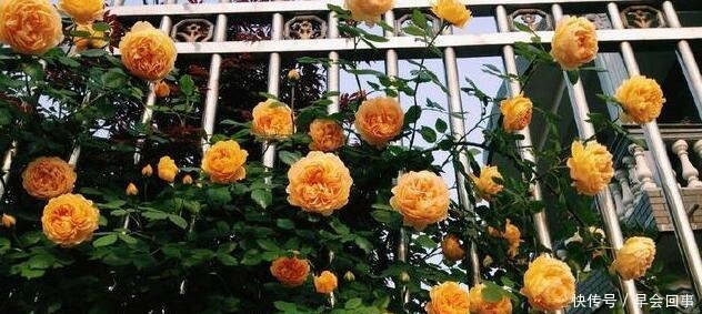 漂亮的花朵|养这6种花,家里全年都是“小花园”,花朵一茬又一茬的开!