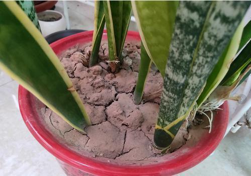 花卉|6个养花的“坏习惯”,难怪总是养不好花,现在纠正也不晚!