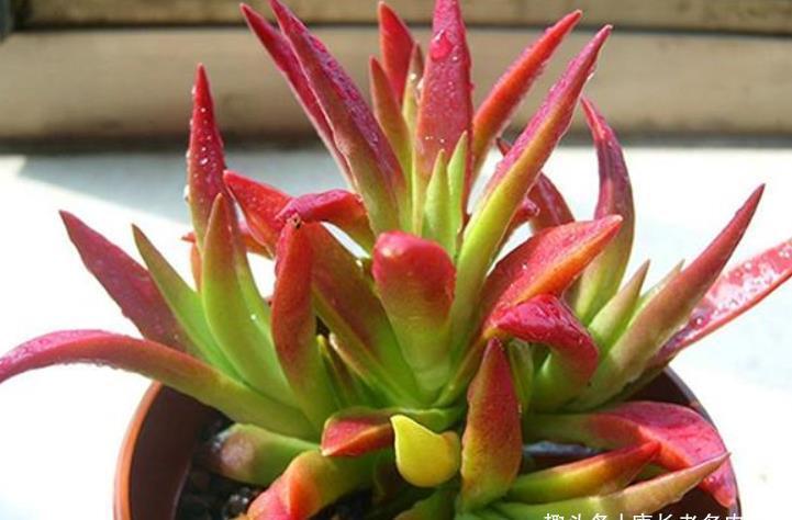 多肉赤鬼城开花怎么办?它开花并不会死,所以我们有多种选择