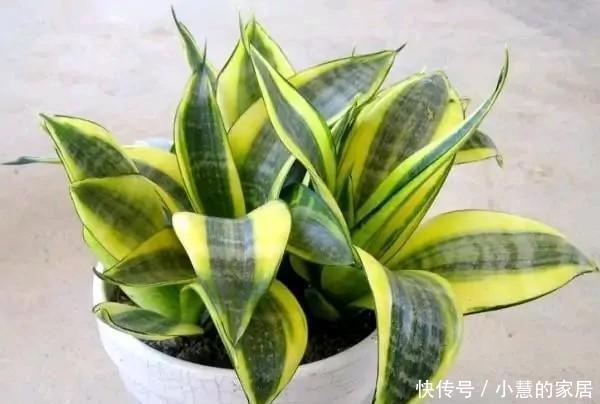 虎皮兰|这5种花不过时,深受阳台党的喜爱,首次养花可参考