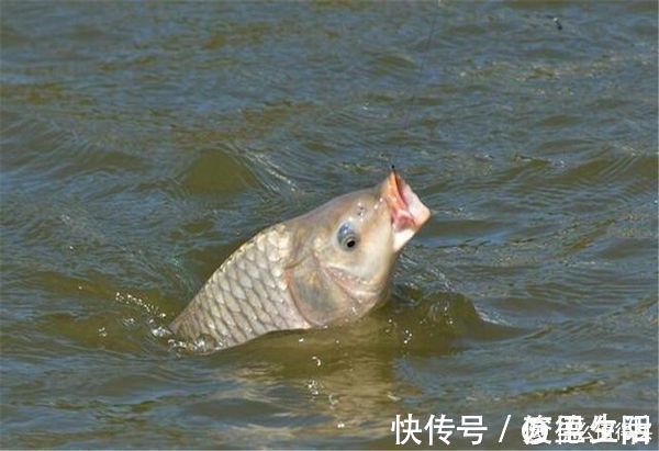 控鱼期|钓中大鱼后有3忌,把握不当则容易脱钩跑鱼,钓鱼人请记牢