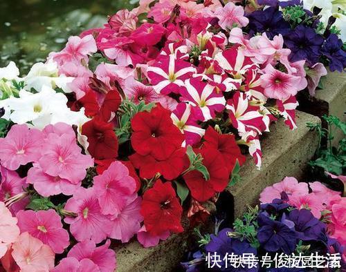 什么羊粪、有机肥都不如1种小粉末,养花喂一勺,开花量翻倍!