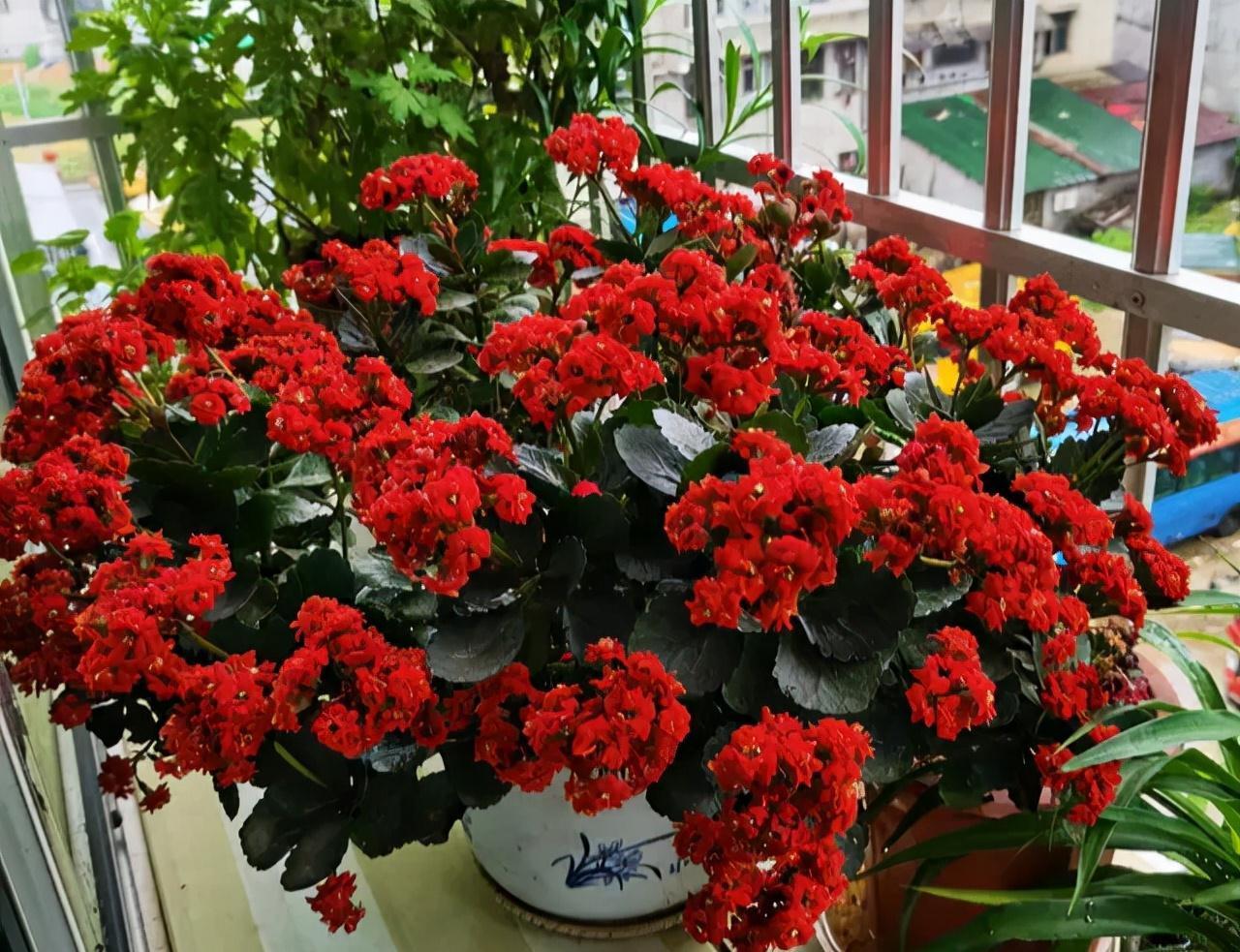 17大吉祥花,客厅有空间一定要养上一盆,好看又好养,养人又旺家