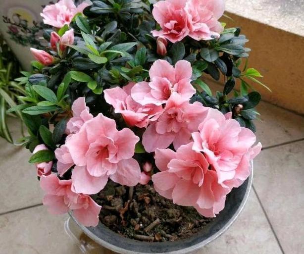 茶花盆栽四季杜鹃，注意3点，枝繁叶茂、花团锦簇、病虫害少