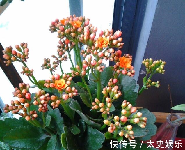 多肉植物长寿花怎么养教你3个养护小妙招,色彩丰富一养就爆盆