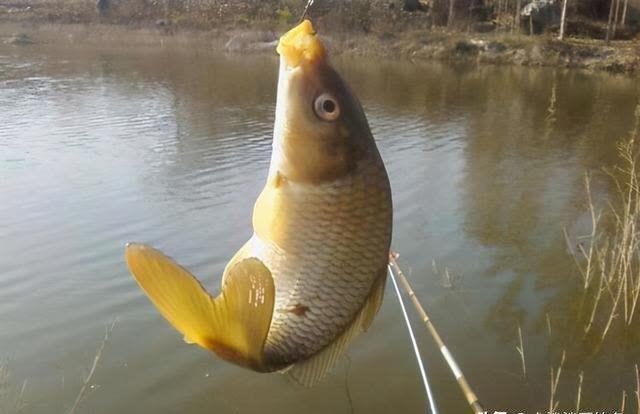 新手|新手开饵总是状态不理想？资深钓友告诉你问题出在哪里？