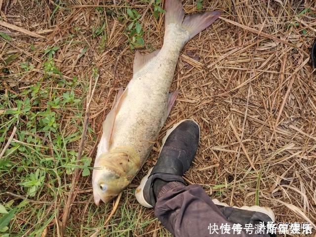 浮漂|钓鱼时总是挂到鱼鳞?只需简单调整,就能轻松把鱼钓上岸