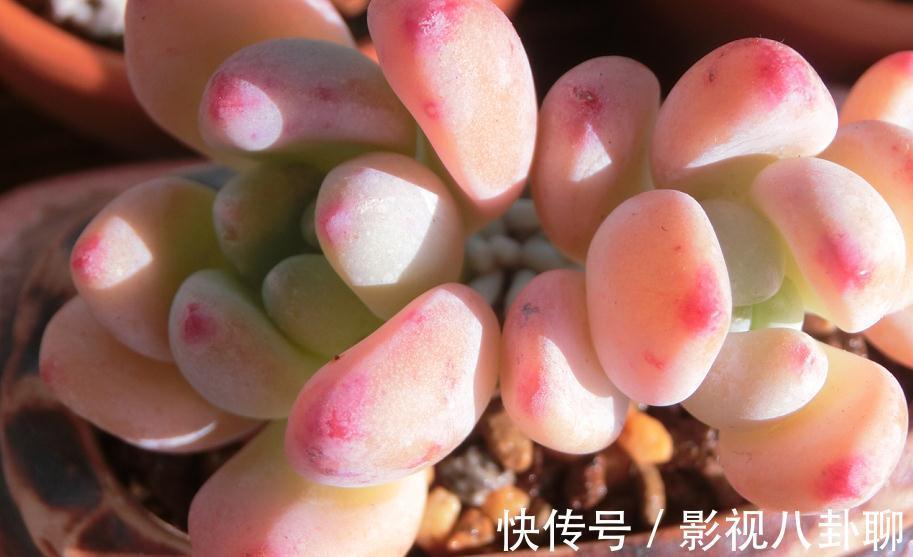 冬季|愁多肉“过冬难”,就抓紧做好这4件事,花友:今年盆栽特省心