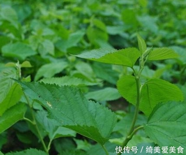 一“叶”治百病，用桑叶泡水喝，不仅降血糖，更有3大好处等着你