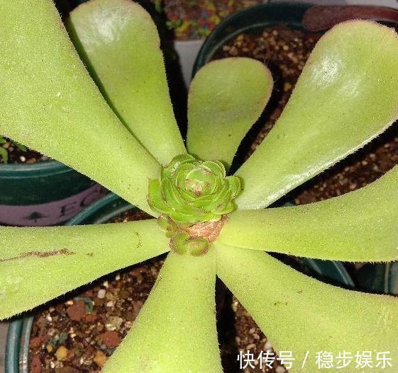 4种情况出现，就得给多肉''砍一刀''，植株方能越长越美