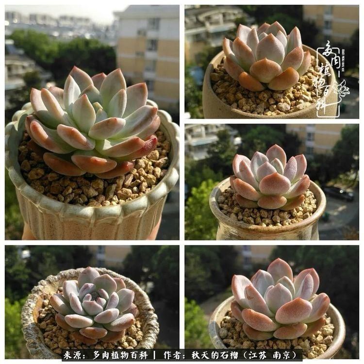 渡劫归来的肉肉,谁是谁的前世,谁又成了谁的今生