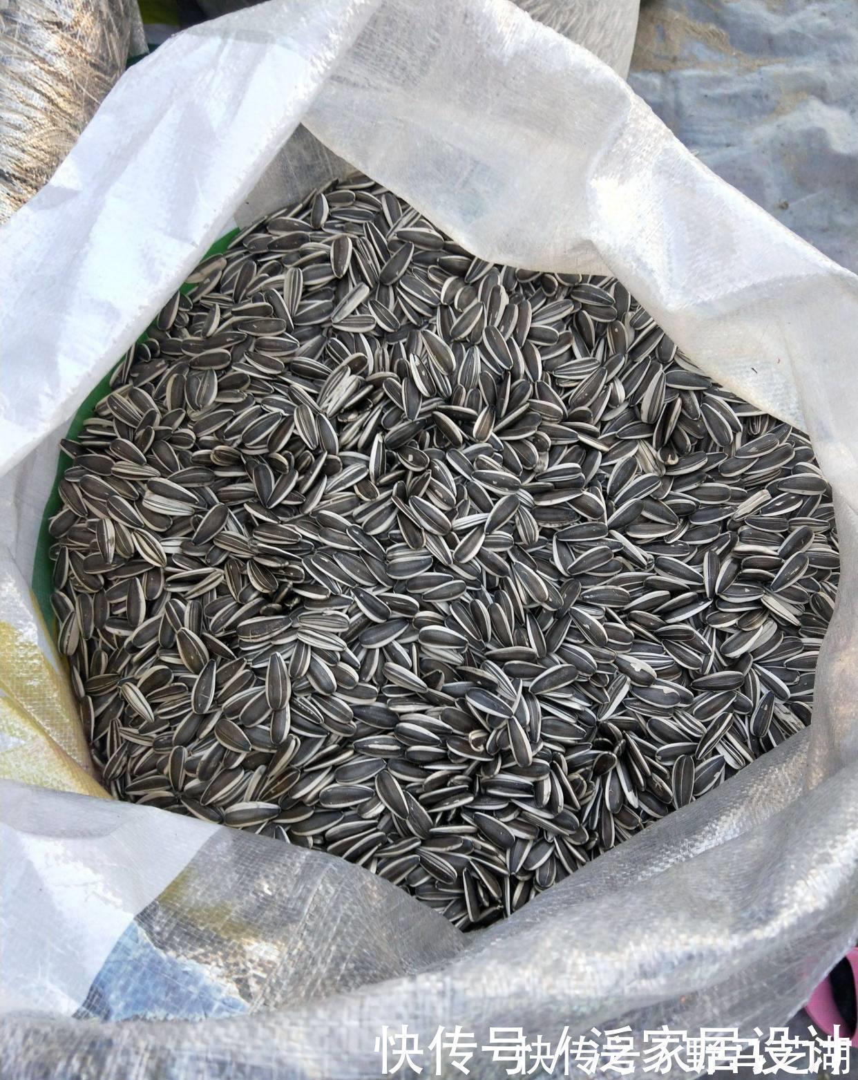 养分|君子兰养护小技巧，土里埋上它，叶片肥又亮