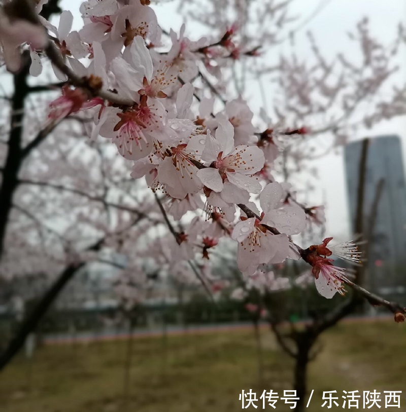 中年|百花争春时节，在西安，这些浪漫的事情一安排 ，想怎么嗨都行