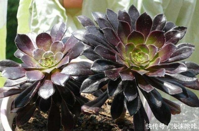 养黑法师,这个细节别忽视,10个月养成“老桩”,价值增1倍!