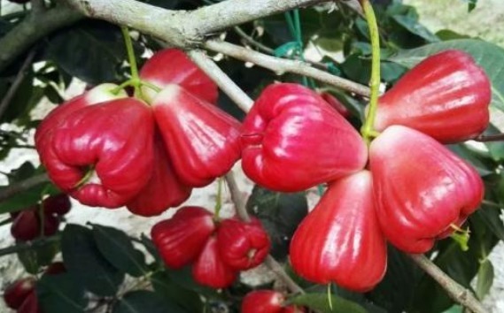 定植|促进消化、清热利尿的莲雾，农民掌握种植要点，收获吃不完的莲雾