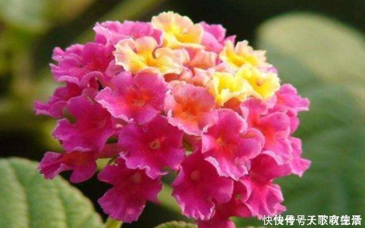 角堇角堇|4种花一养就上瘾,365天开花不断,开花超美超迷人