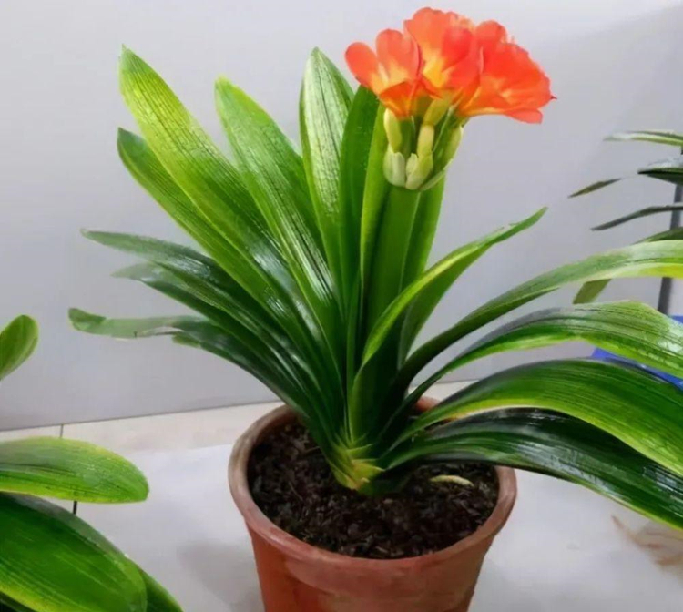 发育不良|君子兰催花有技巧,换盆会遇到什么问题,夹箭怎么处理