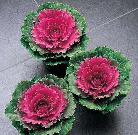 一种“叶牡丹”养家中，既观叶、赏花，又能下锅食用，养了就是赚