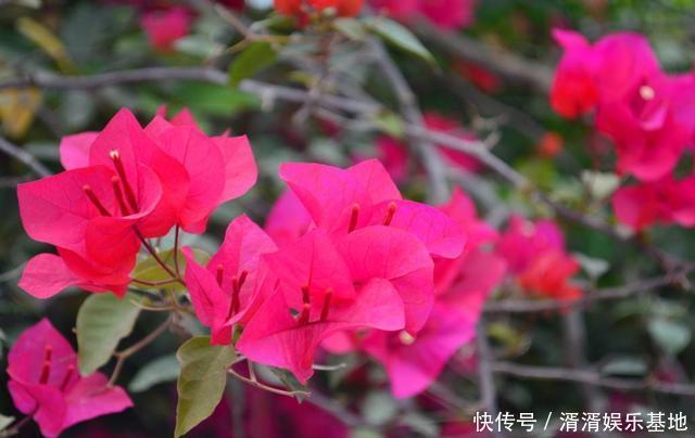 养花|夏天来了，花卉扦插要跟上！这几种花，天气热生根快，还能窜花芽