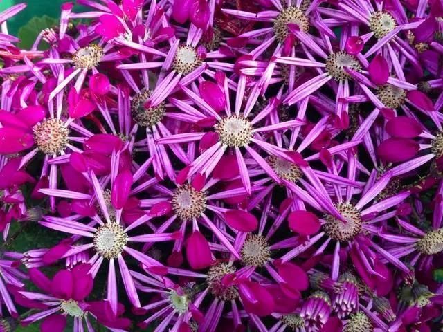 新手就养此几种花卉，花色繁多易“爆盆”，管理不费心不费事