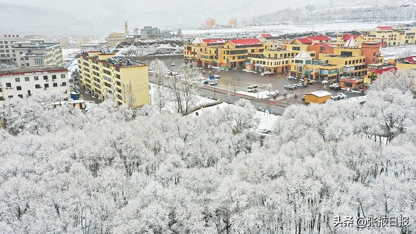 祁连山下忽如一夜“雪”飘来，千树万树“雪”花开