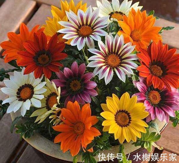 长寿花|到了冬季就盆栽这7样花卉,耐寒能力强,开花美丽又喜庆