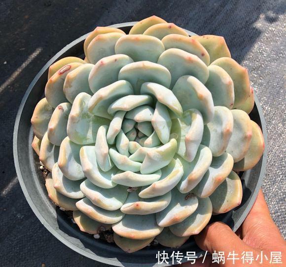 夏天|夏天养多肉,不仅能晒红,还能晒伤,气温超过30度,必须遮阳