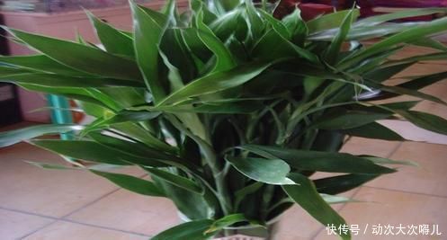 客厅养花选它,比绿萝好养,养人还聚财,是家庭盆栽佳品
