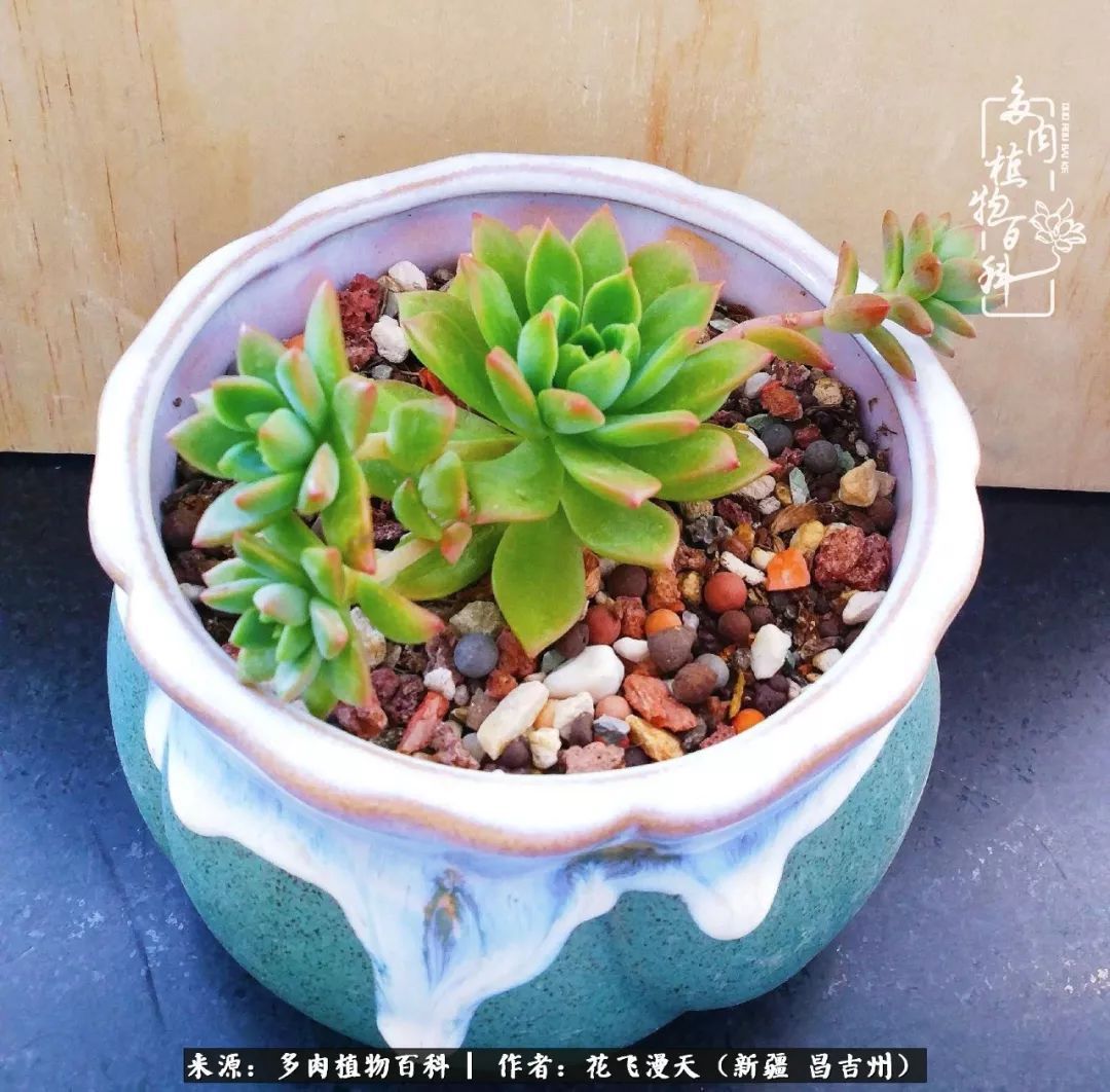 对多肉是发自内心的喜欢,心甘情愿被它们俘虏!