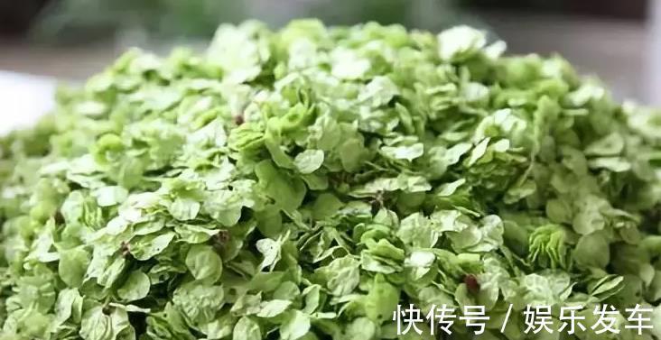 体虚浮肿|农村常见植物,可盆栽作盆景,珍贵价值大,家里养上一盆可治失眠