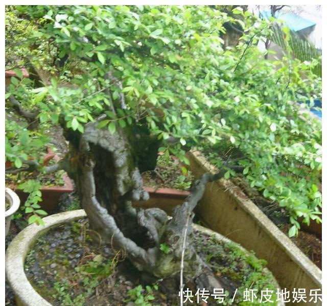 黄荆树|山上2种“树疙瘩”,烧火都嫌弃,园艺大师却高价收,再丑都要