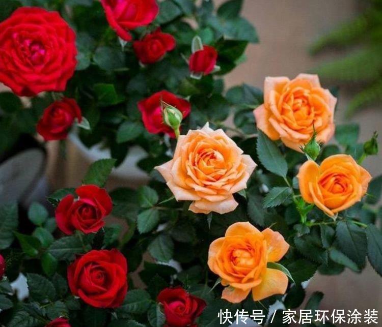 阳台就养“4种花”,越热花开越多,30天养成“小花园”!