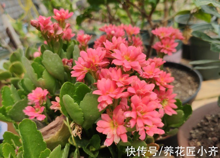 年后花市开门,赶紧去“捡漏”,这7种花,花低价就能买“好货”