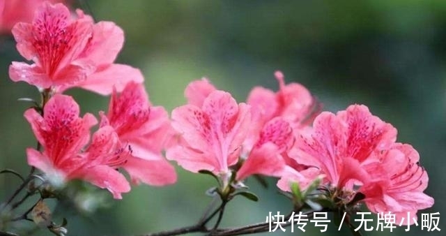 四种花常年开花易爆盆,颜值超高的,值得入手