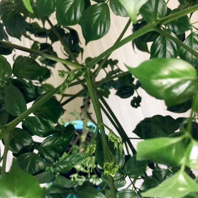 幸福树盆栽,养护注意“4点”,新芽多,特别茂盛,还能养开花