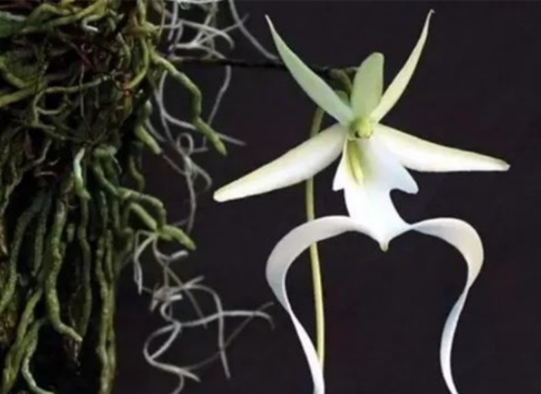 全球最贵兰花，在中国发现，形状怪异，价值1500万