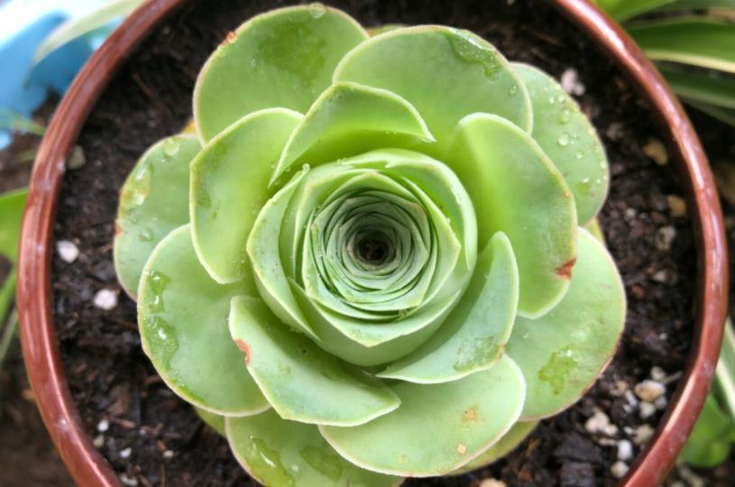 天热|此款多肉叶子像玫瑰花,高贵漂亮,满足5点养成老桩,格外讨喜