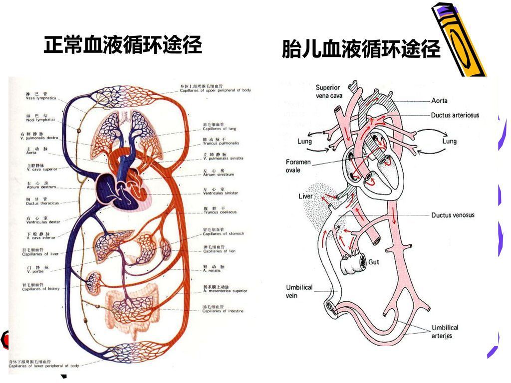 上文中|肚脐眼里连的根本不是肠子！为什么不能乱抠肚脐眼？终于搞明白了