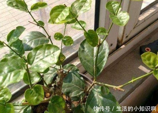 家庭盆栽茉莉花该如何管理早春满足4个条件,五六月砰砰开花!