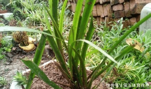 茴香菖蒲|全株有香气，随手摸随手香，煮肉鲜美无比，现如今很值钱，请移栽