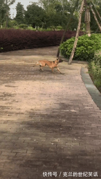 |搞笑段子GIF趣图这耳朵厉害了啊!竟然可以打结!