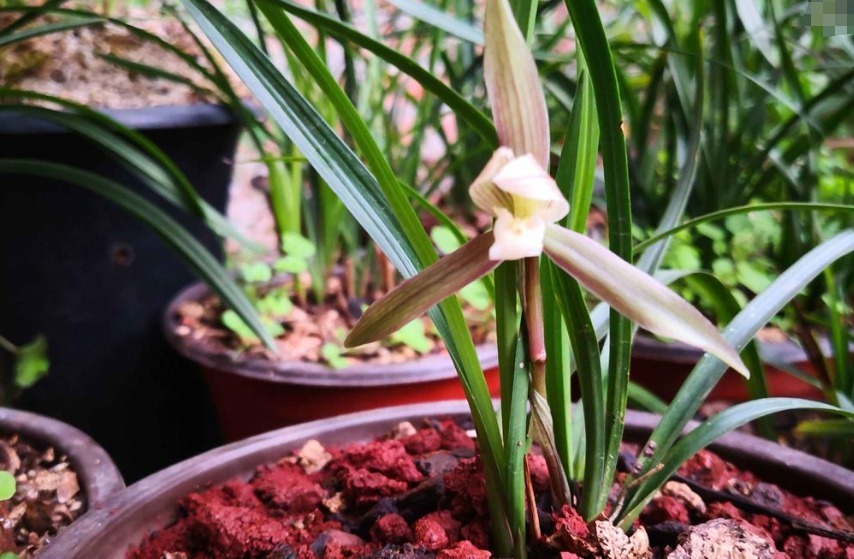 养花小经验出现烂根只需“2合适4补救”,轻松爆盆!