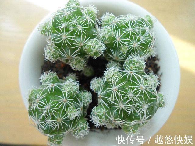 多肉好养却难养爆盆，掌握这几个“技巧”，养爆盆不困难