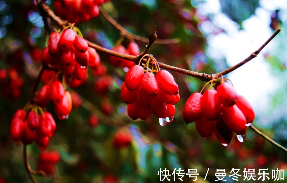 酸甘化阴|一味山茱萸,胜过当归参!阴阳双补,补益肝肾,用好能治6种病