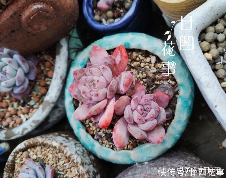 新手养多肉，这事很关键，掌握好事半功倍，但容易被忽略