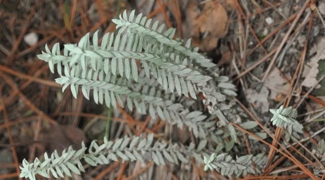 家乡|它便是“鹿茸草”,若出现您家乡,请辨认,目前252元一斤