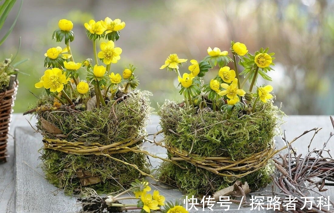 在寒冷的冬春时节灿烂开花的8种观赏花卉，可露养户外，打理简单