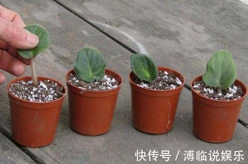 家里有着6种花赚了!自己在家扦插,不花钱轻松变出好几盆