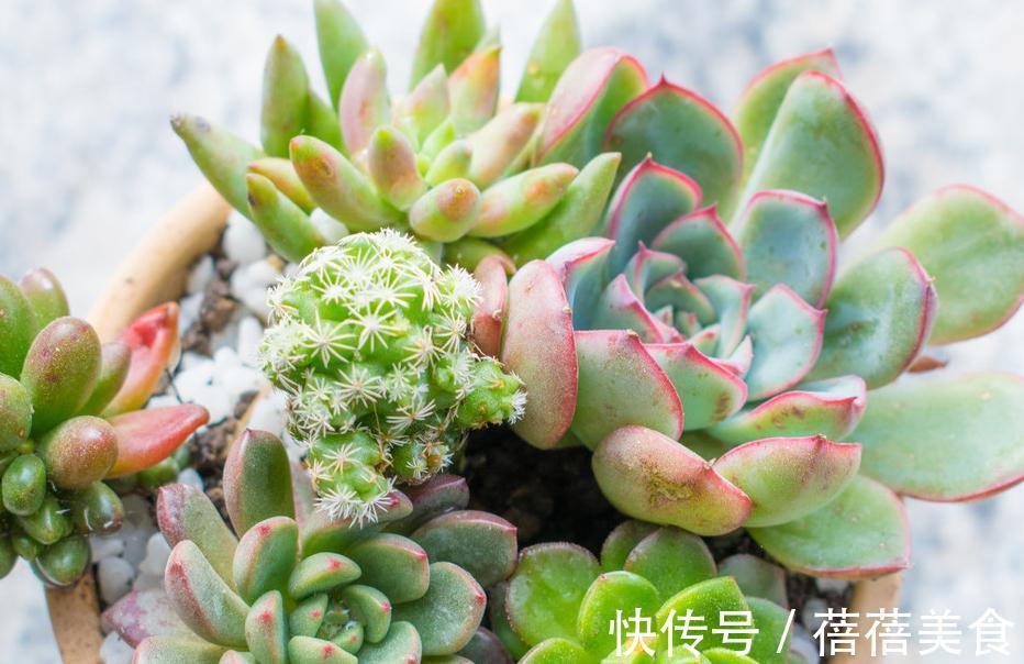 多肉植物这样的环境养护才能快速服盆,别傻傻的再犯错了